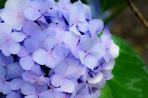 雨粒のヴェール、紫陽花の儚い美