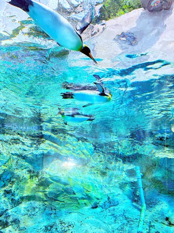水中を滑るペンギンたち