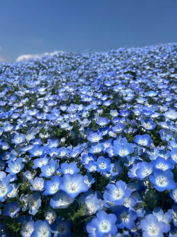 お花