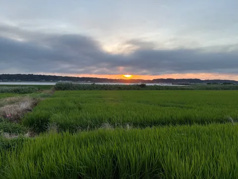 夕暮れに染まる緑の絨毯