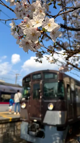 満開の桜と茶色い列車