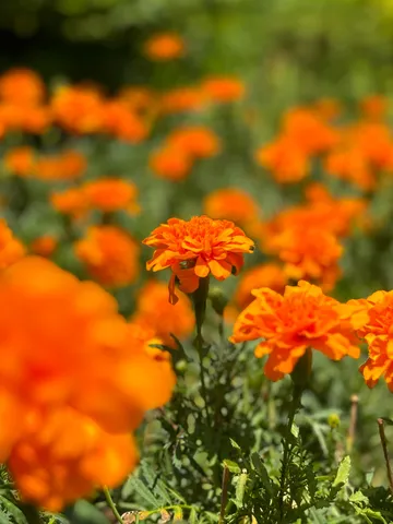 炎の庭に揺れる花