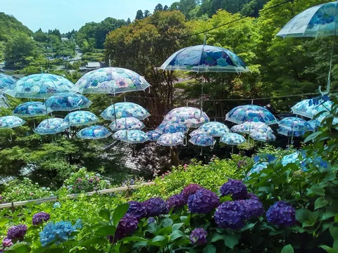 紫陽花と傘の幻想的な風景