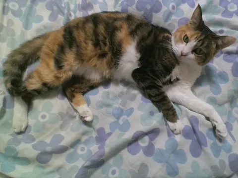 花柄ベッドに伸びる影猫