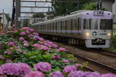 藤色の電車と紫陽花