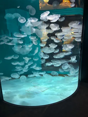 ゆらゆら、クラゲの海