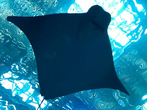 美ら海の底から