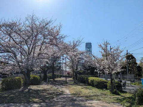 春風に舞う桜、遠くの水塔