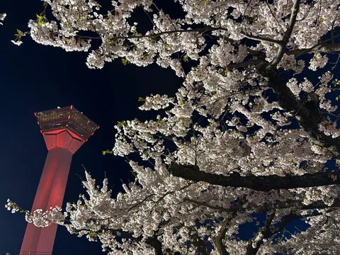 夜空に灯る桜と赤い塔
