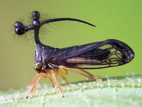異形の昆虫、その精巧な装飾