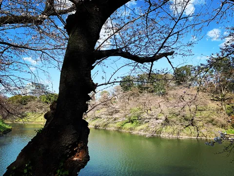 川沿いに咲く桜、新緑の息吹