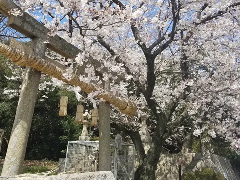 桜舞う、神聖なる門