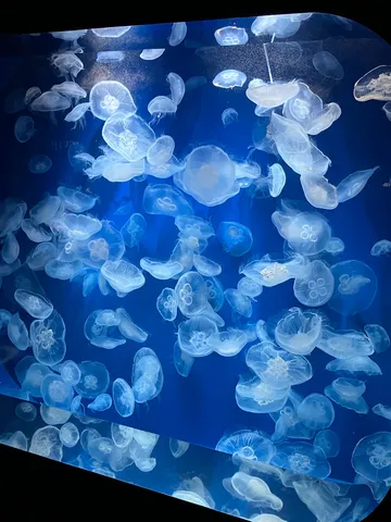 青い水槽の漂流群