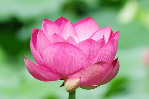 花びら何枚？数えきれない蓮の魅力