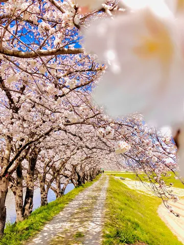 夢見るような桜回廊