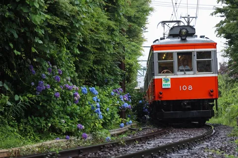緑と紫陽花の鉄道風景