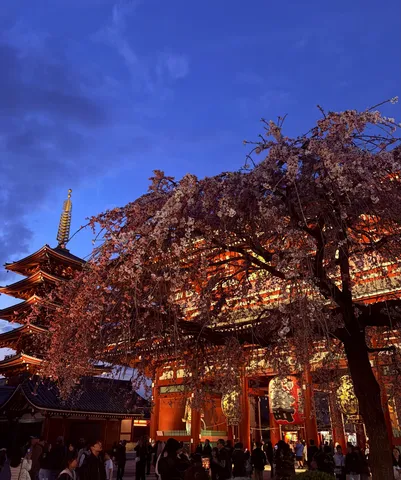 朱と桜が彩る夜の情景