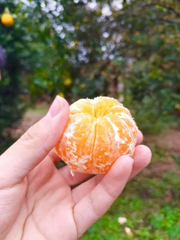 みずみずしい柑橘を手元に