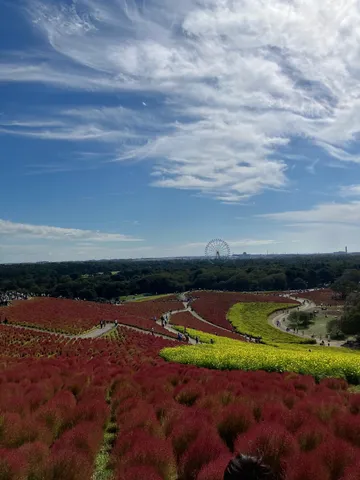 風景の色が踊る丘