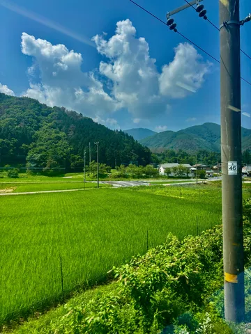 緑滴る、夏の田園風景