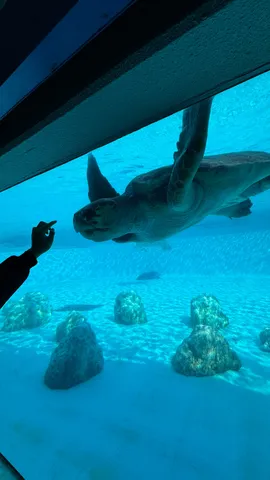 人慣れしたウミガメとの遭遇