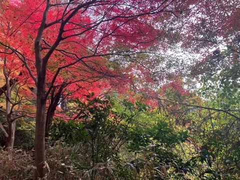 燃えるような紅葉のトンネル
