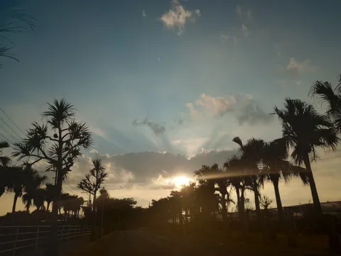 夕暮れに差す光とヤシの道