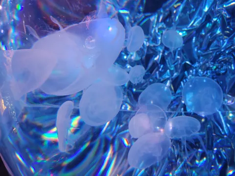 水中の宇宙、クラゲのワンダーランド