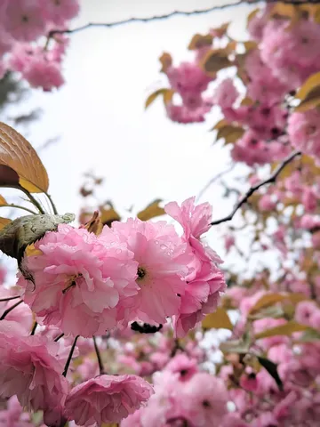 雨粒きらめく、桜色の夢
