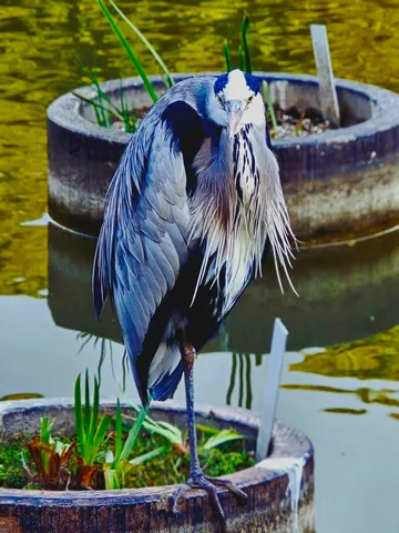水辺の静寂、水鳥の佇まい