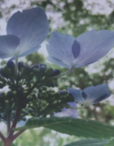 儚い青い花、夢の中のよう