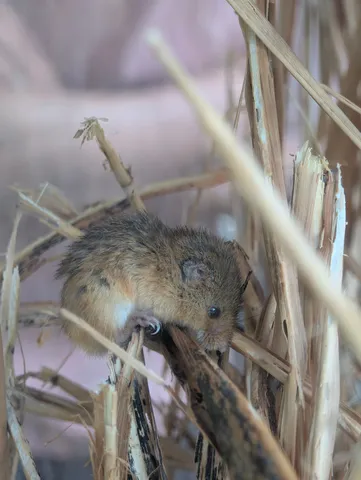 草むらの小さな住人