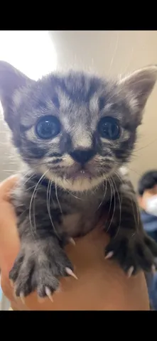 吸い込まれそうな子猫の瞳