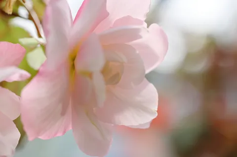 桜のように淡い光の花