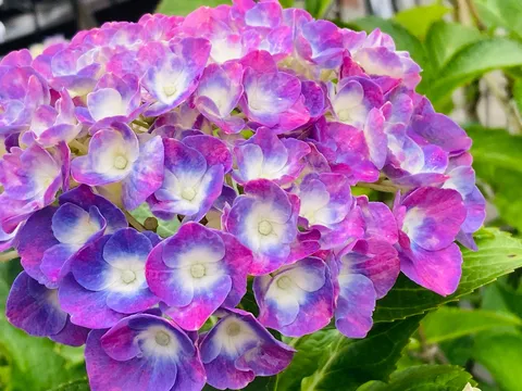 紫陽花のグラデーション