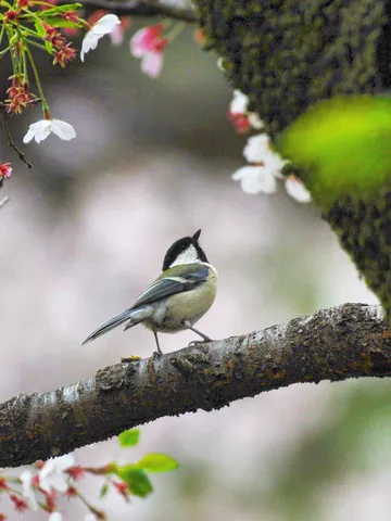 春の使者、枝先のさえずり