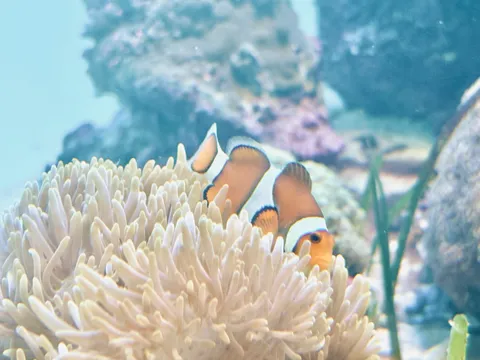 海の微笑みと魚の影