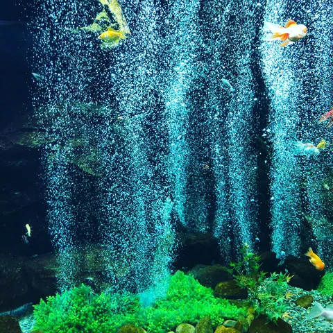 泡立つ水槽と優雅な金魚