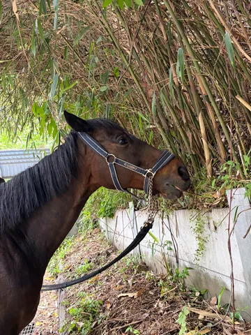 竹林と、草を食む静かな時間