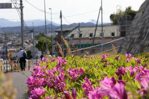 新緑と紫の花、そして町並み