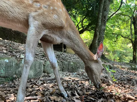 草を食む、静かな森の訪問者