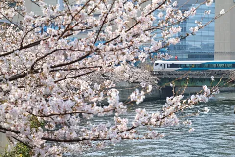 桜のヴェール、街を行く