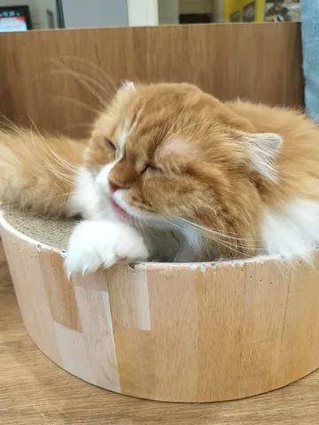 うとうとお昼寝タイム