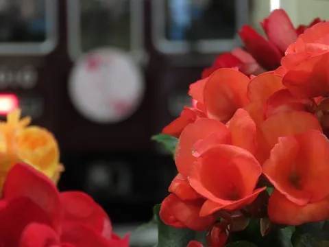 情熱的な花と神秘的な背景
