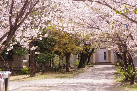 春風と桜並木の散歩道