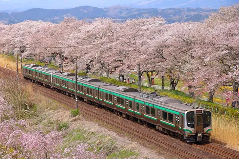 桜並木と春を告げる列車