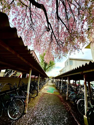 花びら舞う駐輪場の一本道