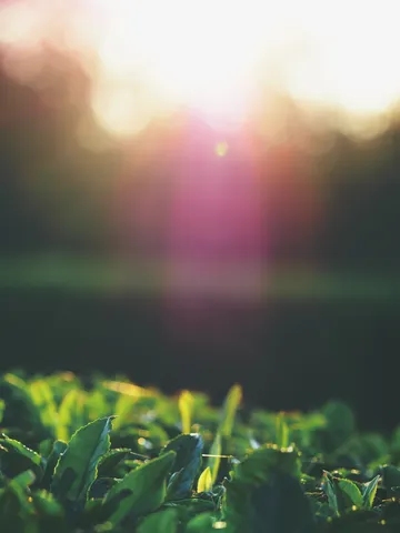 朝露に光る新緑