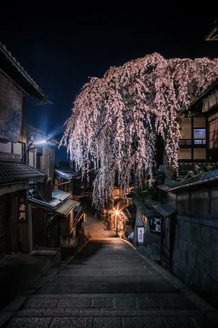 枝垂れ桜が降りる坂道