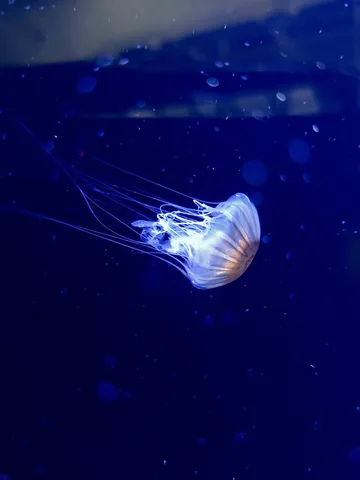 水中を漂う、神秘的なクラゲ